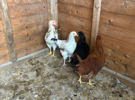 Hens for sale