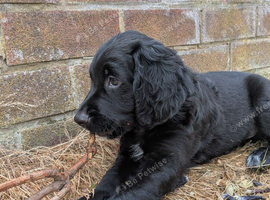 READY NOW Beautiful Sprocker puppies cocker