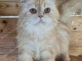 Persian cat for sale