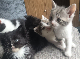 kittens needing homes