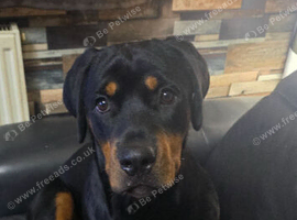 Large Female Rottweiler Puppies for Sale