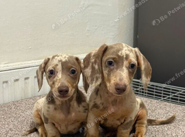 Miniature dachshund
