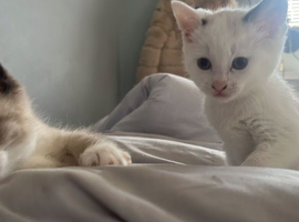 Beige/white kittens