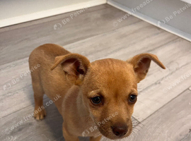 border terrier x Jack Russell
