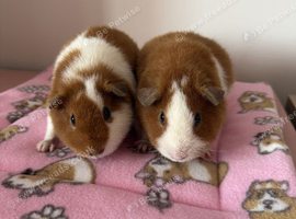 Teddy Sows (female) Guinea Pigs - Ginger and white