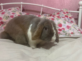 Male rabbit for sale