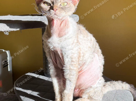 Beautiful 5 Year Old Devon Rex Female &ndash; Retired Breeding Queen