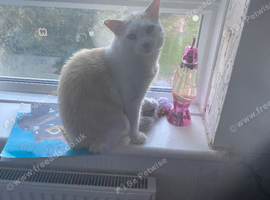 Cat for sale