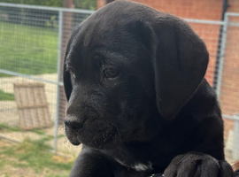 Lo Raso Cane Corso UK founder