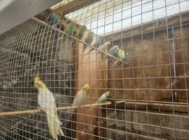 2 cockatiels reqire loving home