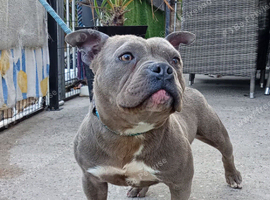 Staffy/Bully