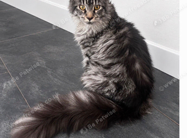 Female mainecoon active register