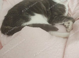 Kitkat