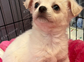 Longhair chihuahua boy
