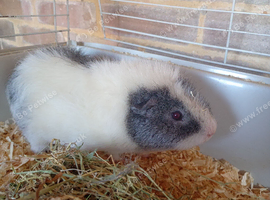 Male guinepig