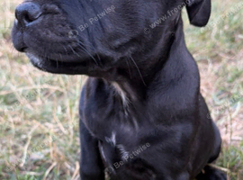 Black Staffordshire bull terrier KC registered