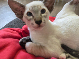 Gccf registered siamese kittens ready soon