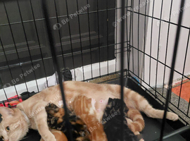 kittens