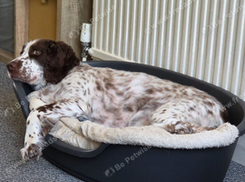 5 year old Cocker Spaniel