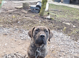 Presa canario