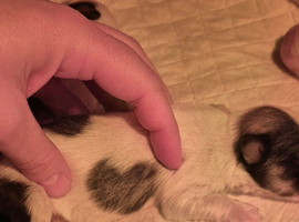 Only 1 puppy left Maltese & Lhasa-apso puppies