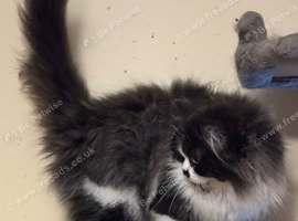 Persian Kittens