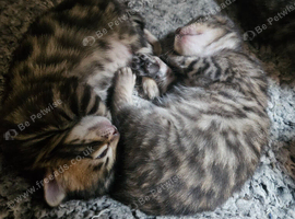 Cashmere and cashmere carrier bengals