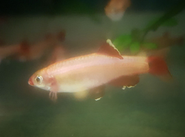 10 Gold Whitecloud Mountain Minnows for &pound;10