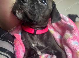 Cane corso cross staffy