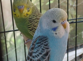 Pair of budgies