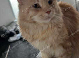 Red/silver male Mainecoon