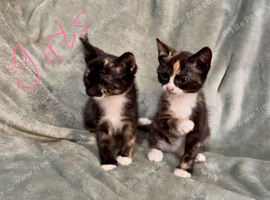 3 beautiful kittens looking for homes