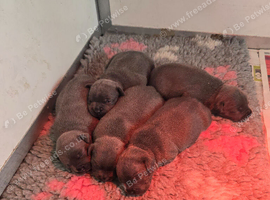 staffordshire bull terrier pups