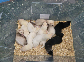 Hob ferret kits