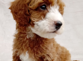 Cavapoo puppies