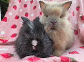 Fluffy Teddy lion head x Angora ☆8weeks ready now