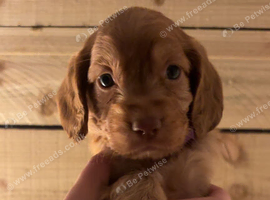 Cockapoo