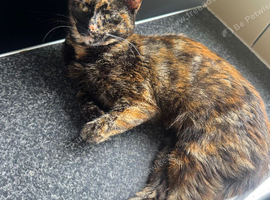 Gorgeous girl looking for new home