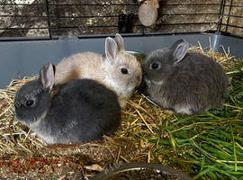 Neverland dwarf baby Rabbits