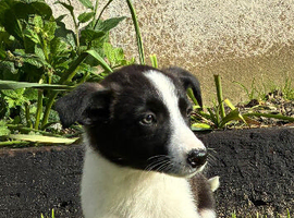 Beautiful Border Collie Puppies