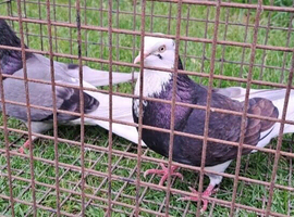 Breeding pair of Birmingham Rollers