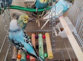 Budgies 2 months old