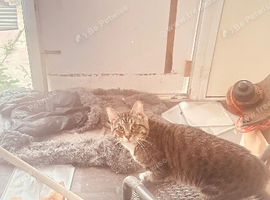 2 year old male