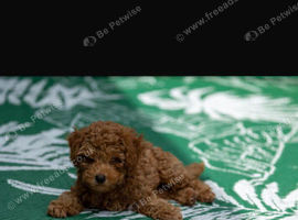 Red Toy Poodle Boy