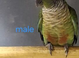 Green cheek conures with dna