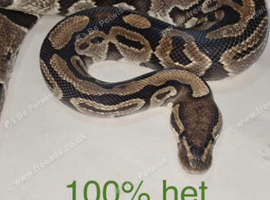 Adult ball python's