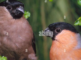Looking for pair native British bullfinch