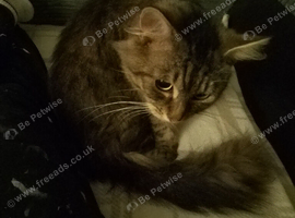 Male Maine coon. age 3