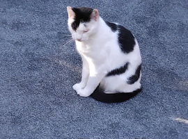 Female cat looking