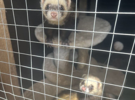 Two loving ferrets males